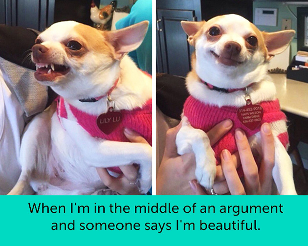 dogs facial expressions
