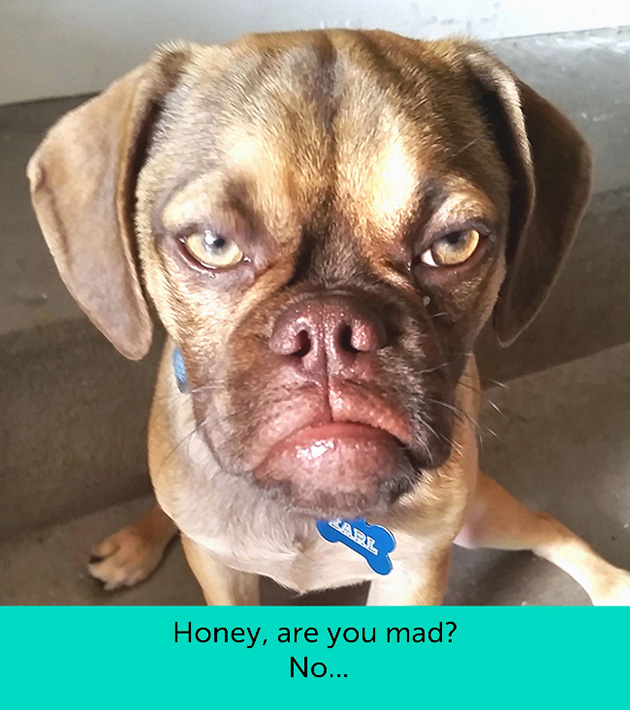 dogs facial expressions