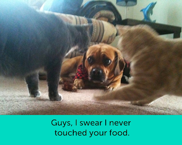 dogs facial expressions