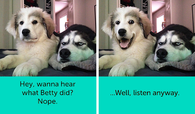 dogs facial expressions