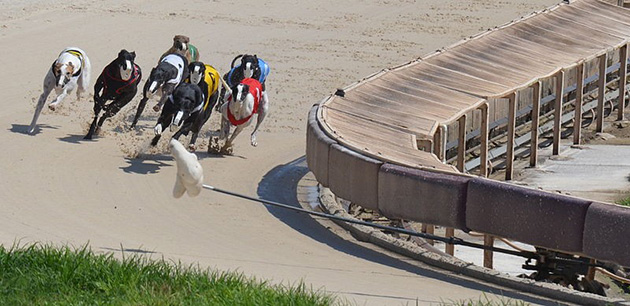 greyhound