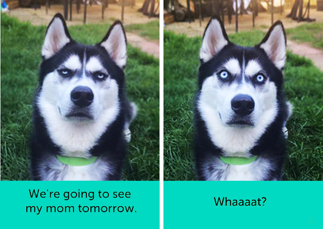 dogs facial expressions