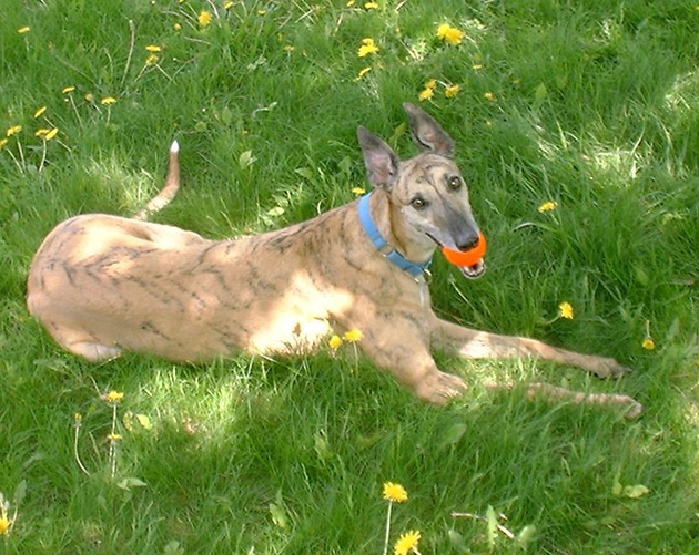 greyhound