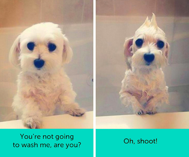 dogs facial expressions