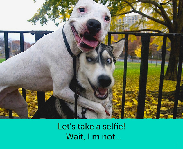 dogs facial expressions