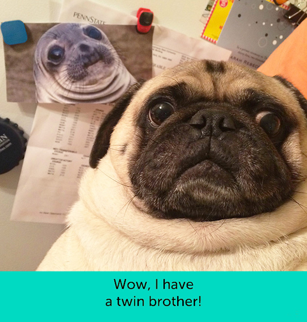 dogs facial expressions