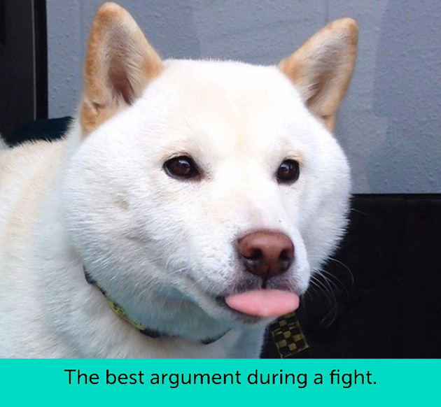 dogs facial expressions