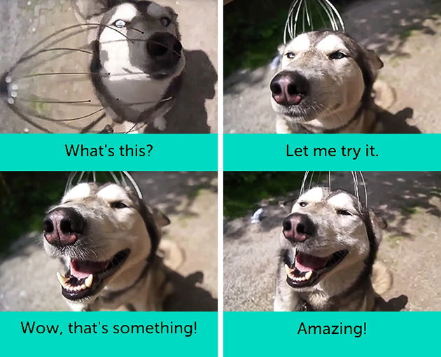 dogs facial expressions