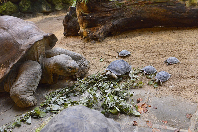 80-year-old-tortoise-mom-tiny-babies