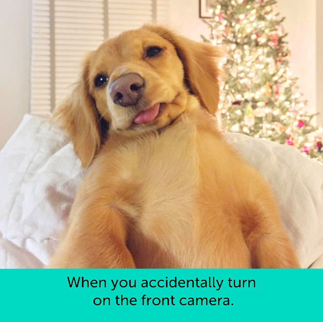 dogs facial expressions