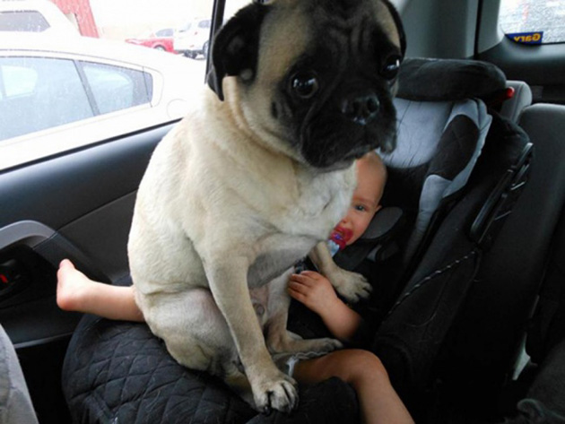 Dogs No Understanding of Personal Space