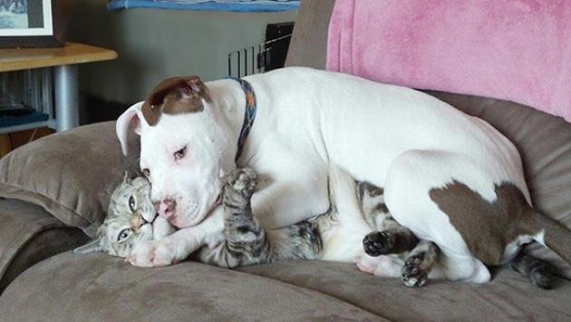 Dogs No Understanding of Personal Space