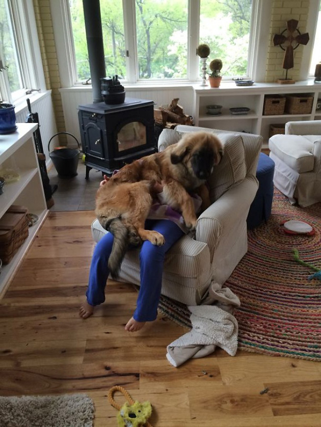 Dogs No Understanding of Personal Space