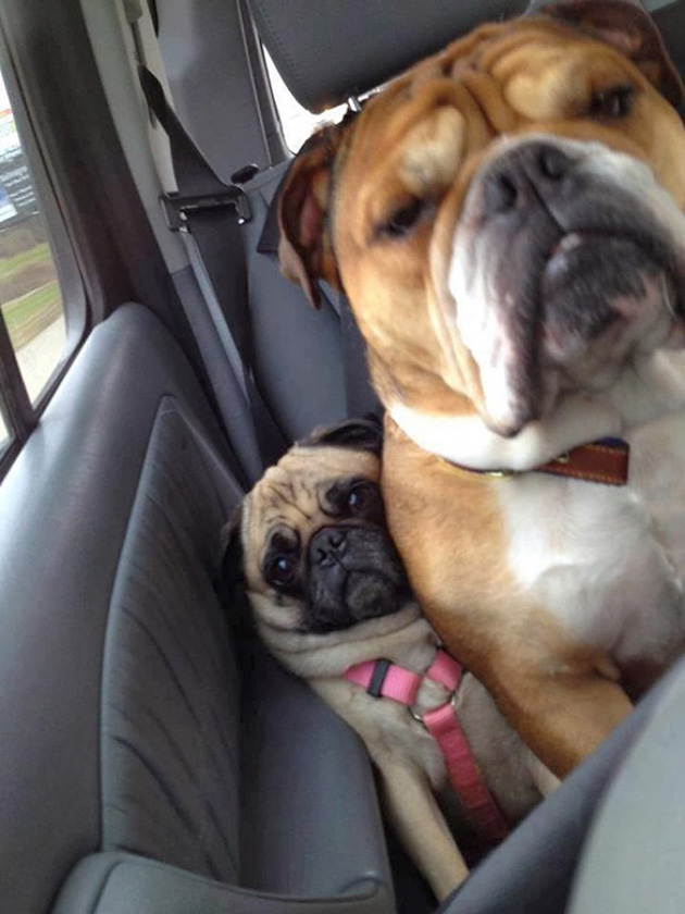 Dogs No Understanding of Personal Space