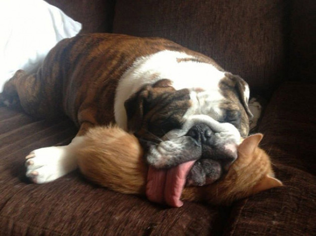 Dogs No Understanding of Personal Space