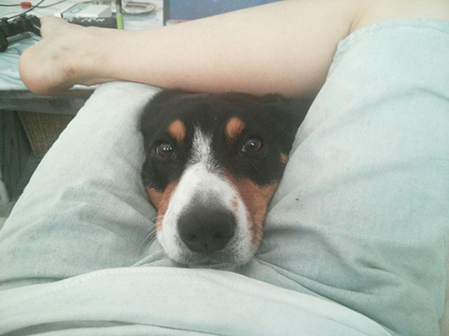 Dogs No Understanding of Personal Space