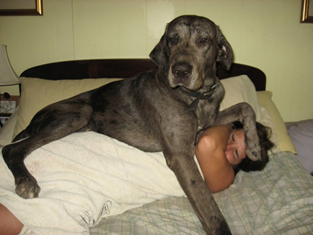 Dogs No Understanding of Personal Space