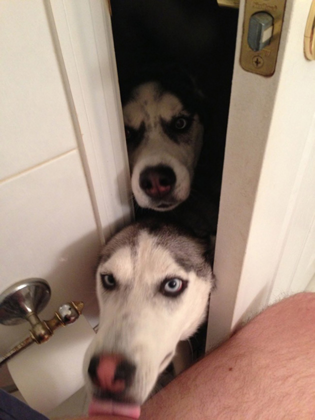 Dogs No Understanding of Personal Space