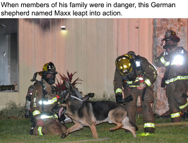 Hero-Dog-1
