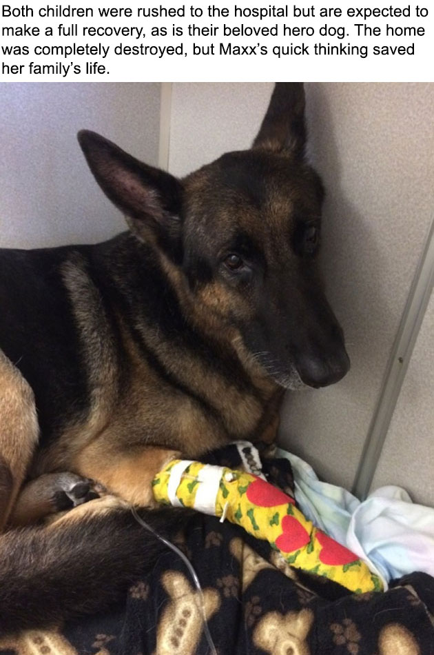 Hero-Dog-3