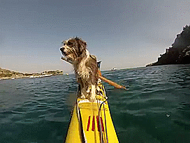Im-kayaking-along-the-Mediterranean-Sea-since-three-years-and-Im-taking-my-found-dog-with-me-10-gif