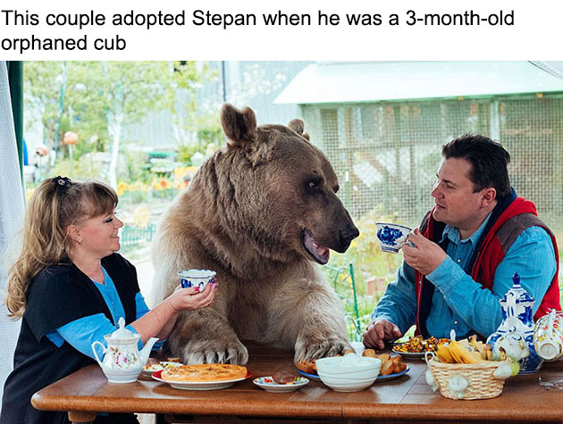 adopted-bear-russian-family-stepan-1