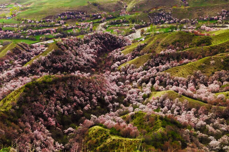 blooming apricot valley yili china