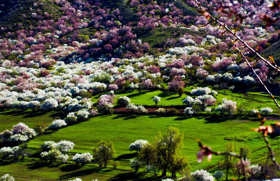 blooming apricot valley yili china
