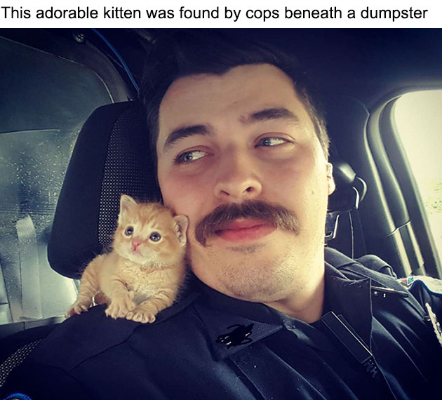 cop-rescues-kitten-donut-operator-1