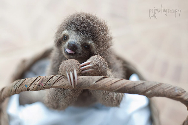 cute baby sloth institute costa rica