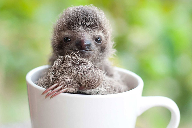 cute baby sloth institute costa rica