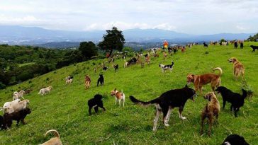 dog island shelter