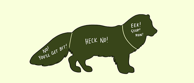 How to pet animals