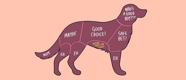 How to pet animals
