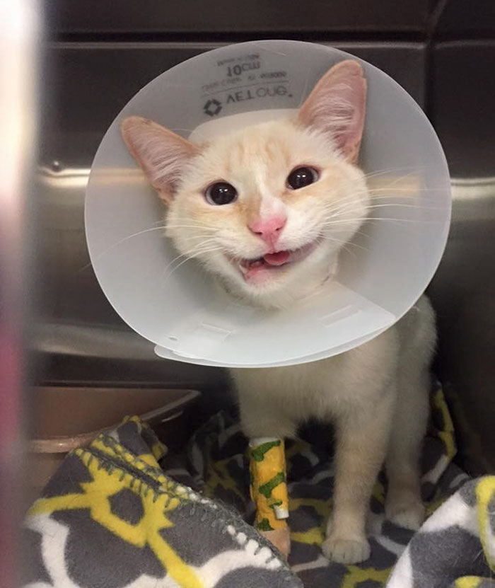 smiling cat dislocated jaw crooked broken duchess