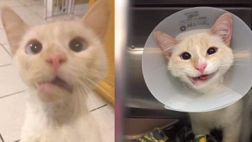 smiling cat dislocated jaw crooked broken duchess