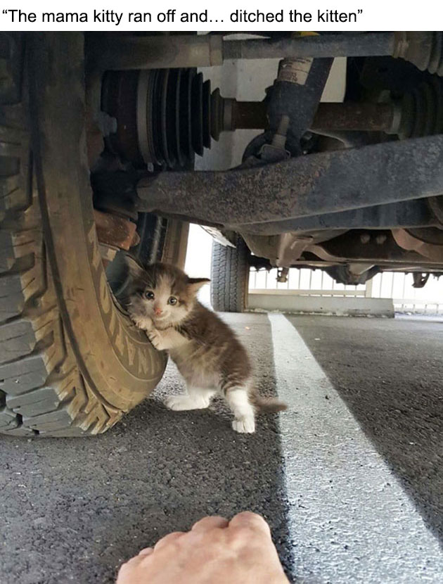 stray-kitten-found-under-truck-adopted-cat-axel-1