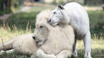 white liger cubs