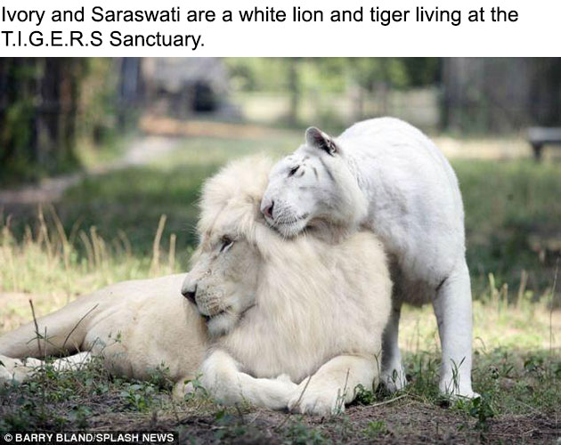 white-liger-cubs-1