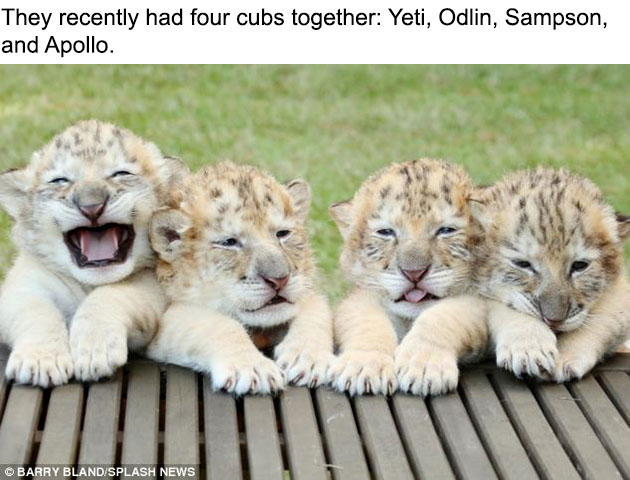 white-liger-cubs-2