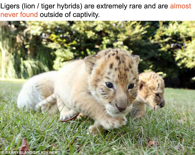white-liger-cubs-3