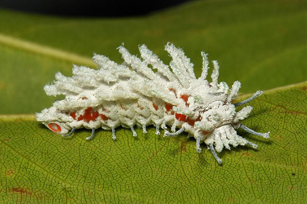 Caterpillar Transformations
