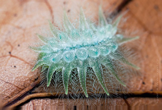 Caterpillar Transformations