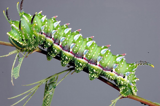Caterpillar Transformations