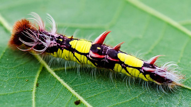 Caterpillar Transformations