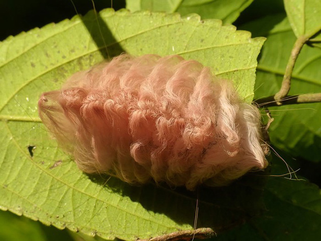 Caterpillar Transformations