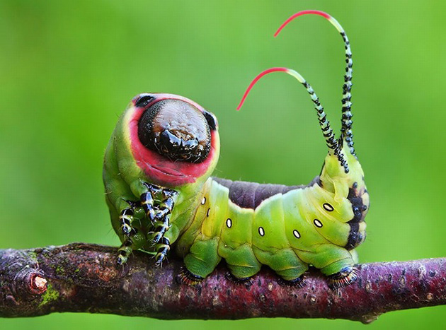 Caterpillar Transformations
