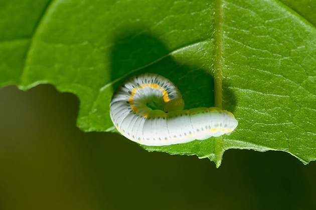 Caterpillar Transformations