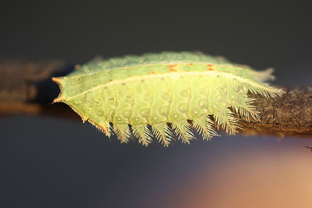 Caterpillar Transformations