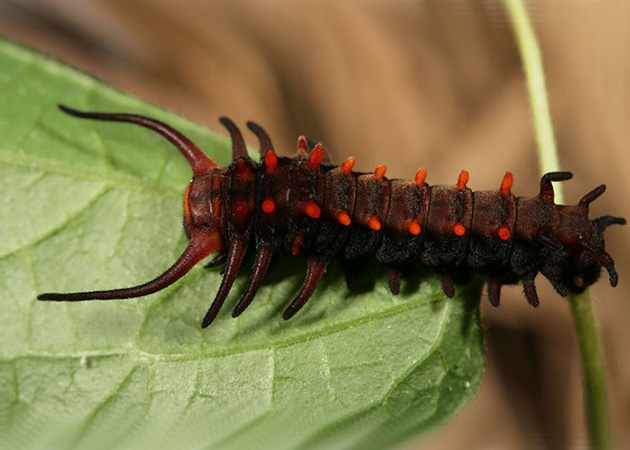 Caterpillar Transformations